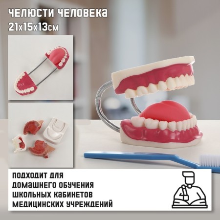 Model "Human Jaw" 21*15*13cm