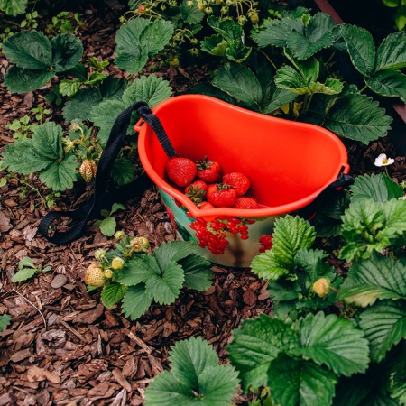 Berry collection capacity, 3 l, “red currants”, red-11