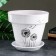 Pot Flower dandelion 13 L