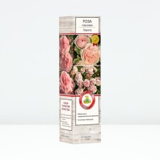 Seedling rose Park 