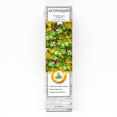 Actinidia Argut "Figure", 1 pc, tube, spring 2025