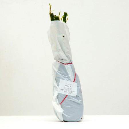 Pascal Rosa seedling, spring 2024, 1 pc.-3