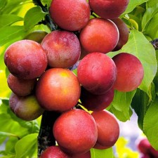 Plum seeding of a grafted vega, pot 9*9*14, summer 2024