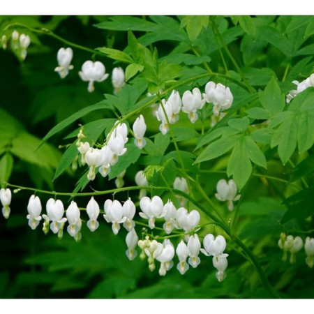 Doculter Great Alba, C3 Pot, 1 pc, Summer 2024