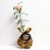 Sahenian Rosa Dip Toter, Hybrid Tea, Pot 2 l., Summer 2024