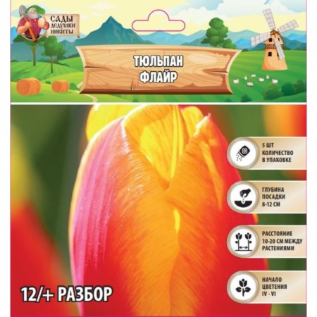 Tulip Flill, rr 12/+, 5pcs, autumn 2024