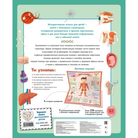The human body. Interactive children's atlas with folding turns. Ruzhichka O.-1