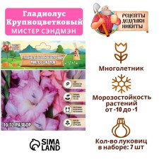Гладиолус Крупноцветковый "Mr. Sandman", р-р 8/10, 7 шт ,