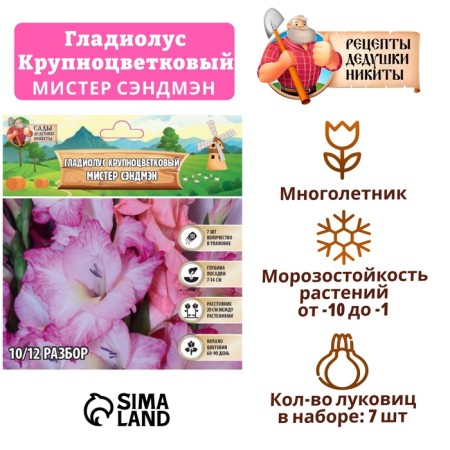 Gladiolus large-flowered "Mr. Sandman", rr 8/10, 7 pcs,
