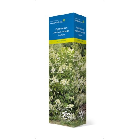 Mining hydrangea (Northern Garden series) "Tardiva" 1 pc, tube, spring 2025