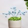 Set of plugs "Berries" 3pcs, blue, 20x4x4cm