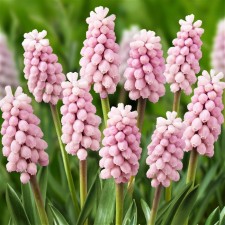 Muscari Armenian Pink Sanraise, 5/6 rr, 5 pcs, 10-15 h (cm), autumn 2024