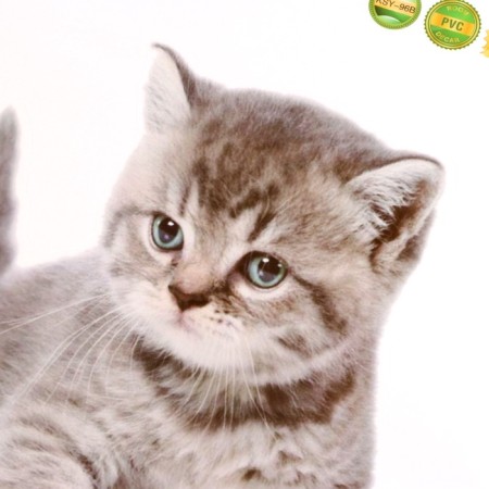 Stick 3D interior cat 29*21cm-2