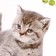 Stick 3D interior cat 29*21cm
