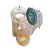 Sconces st. SL420.201.05. Coneli. 5x5 W, G9, 4000K, 975 LM, 37x28 cm, golden color