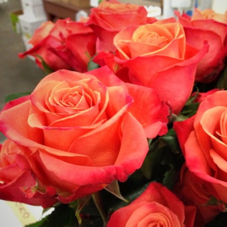 Seedling rose orange Kras, tea-hybrid, pot 2 l., Summer 2024