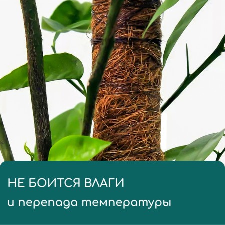 Support for garter plants, h = 50 cm, d = 5 cm, coconut, Greengo-3