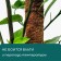 Support for garter plants, h = 50 cm, d = 5 cm, coconut, Greengo