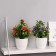 Bonsai in the pot "Feasted flower garden" 9x21 cm, mix