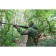 Balaclava "Storm Tactic", camouflage