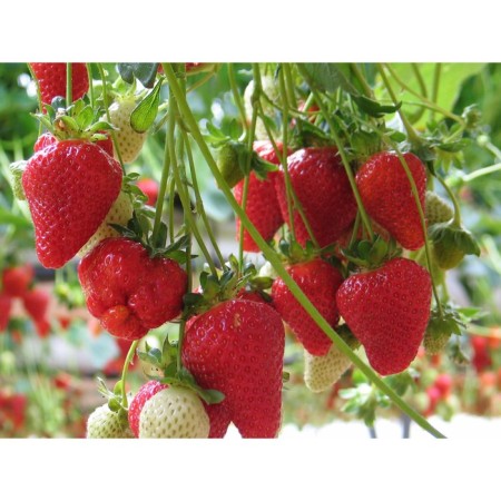 Strawberry seedlings of Frigillo A+ (15-20 mm), p9 pot