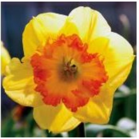 Narcissus Large-crop coral Krown, 12/14 rr, 5 pcs, 30-35 h (cm), autumn 2024