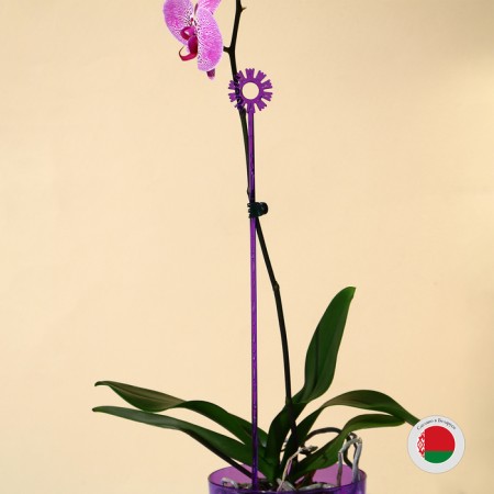 Support for orchids, h = 44 cm, plastic, purple, mix-4