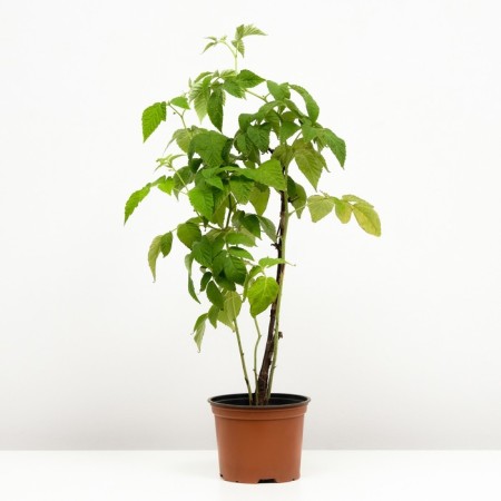 Raspberry repairmen elegant, s2 pot, n20-40 height, 1 pc, summer 2024-1