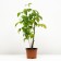 Raspberry repairmen elegant, s2 pot, n20-40 height, 1 pc, summer 2024