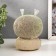Growing gift Eco -Zhizhivchik "Domovaya" mix