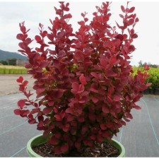 Barbaris Tunberg Orinj Rocket, Pot C2, 1 pc, Summer 2024