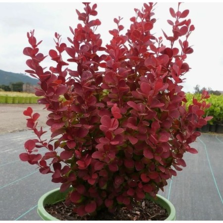 Barbaris Tunberg Orinj Rocket, Pot C2, 1 pc, Summer 2024