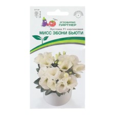 Eustoma flower seeds dwarf ivory 