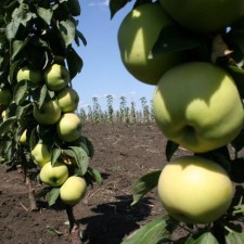 Seedling apple tree columnar Sweet Vikich, pot 2l., Summer 2024