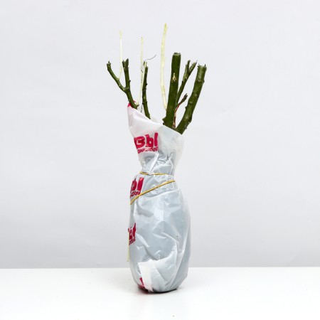 Sahenian rose gasfort Spring 2024, 1 pc.-2