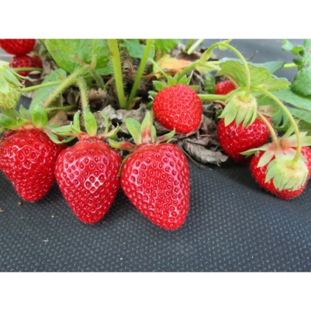 Strawberry garden magnes, p9 pot, 1 pc, summer 2024