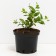 Blueberries tall bonus, c2 pot, n20-40 height, 1 pc, summer 2024