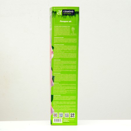 Seedling rose tea-hybrid London Ai, 1 pc, spring 2024-2