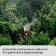 A circular spray, elongated, 60 cm, fitting for hoses 1/2 -3/4 ", metal, plastic," beetle "