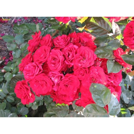 Seedling rose Floribunda (bush) Montpellier, 1 pc, spring 2024