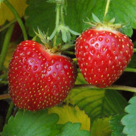 Strawberry garden tags, p9 pot, 1 pc, summer 2024