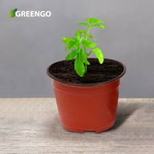 Pot for seedlings, d = 10 cm, h = 8.5 cm, terracotta, Greengo