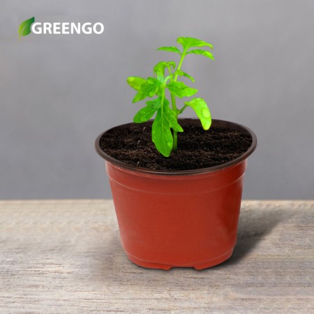 Pot for seedlings, d = 10 cm, h = 8.5 cm, terracotta, Greengo