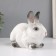 The piggy bank "Rabbit No. 1 is white with black tips" height 14 cm, width 10 cm, length 18 cm.