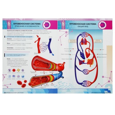 4D Encyclopedia in augmented reality "Anatomy: Human Body"-5