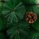 Cedar green cones 60 cm, D of the lower tier 50 cm, D needle 10 cm, 35 branches, layer stand