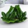 Souvenir Polystone Lak "Frog on the sheet" 8.5x14x9.5 cm