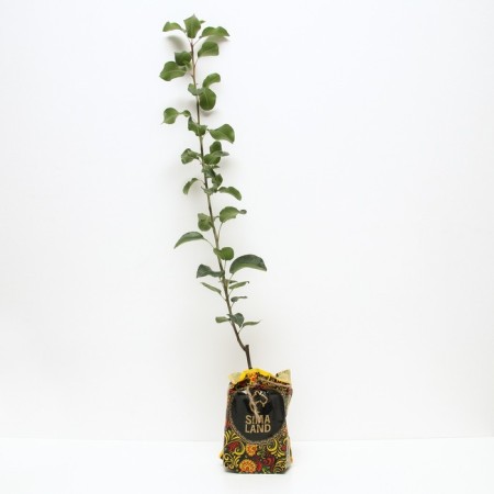 Sahenian pear Valentina, pot 2l., Summer 2024-1