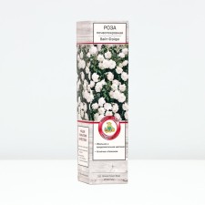 Sahenian Rose Zamoparovnaya 