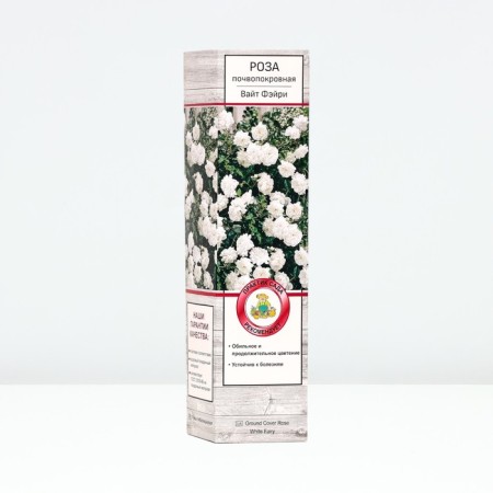 Sahenian Rose Zamoparovnaya "White Feiry", tube, 1 pc, spring 2025